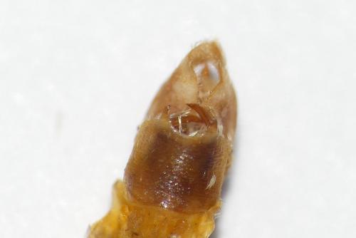 Réf. 243 137 : Epirrita dilutata